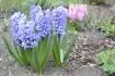 Hyacinthus 
