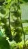 Fink oran.