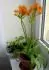 Ornithogalum dubium