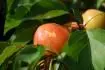 Orangered 11jun14