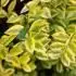 Ligustrum ovalifolium Aureum