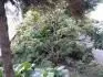 Rhododendron