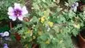 lavatera