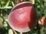 Redwin