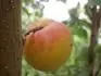 Orangered
