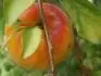 Orangered