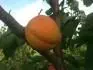 Vesprima