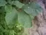 9. Stemcha?