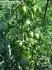 Green Zebra cherry