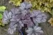 Heuchera 