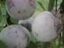 Althanova renglda