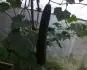 Vietnamsk okurka