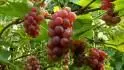 somerset_2