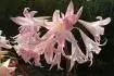 Amaryllis belladonna