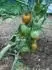 Stupick poln ran