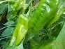 paprika Ramiro