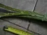 Zplotl Forsythie