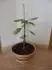 Baobab africk