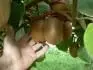 moje kiwi