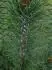borovice limba