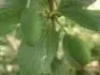 Haroma