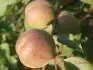 Early Blush