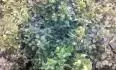 buxus 