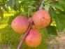 Pinkcot