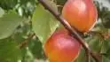 Orangered