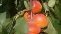 Orangered