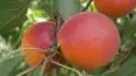 Orangered