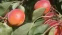 Orangered