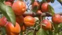 Orangered
