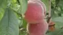 Pche de Juin (Amsden)