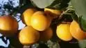 Early Orange
