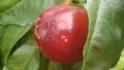 Super Qeen