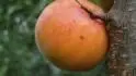 Leala