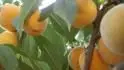 Vinegold