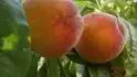Vinegold
