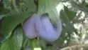 Haroma
