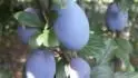 Haroma