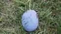 Haroma