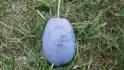 Haroma
