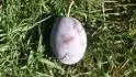 Haroma