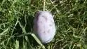 Haroma