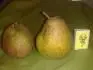 Bohemica