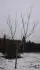 strom cely