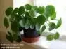 Pilea Peperomioides