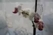vadnut kvt