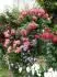 Rosarium Uetersen